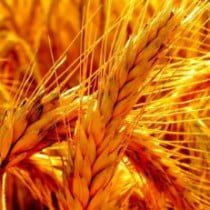 Чем полезна пшеница