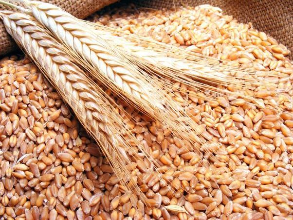 Чем полезна пшеница-цельное зерно