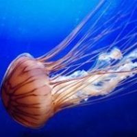 Ядовитые укусы медуз